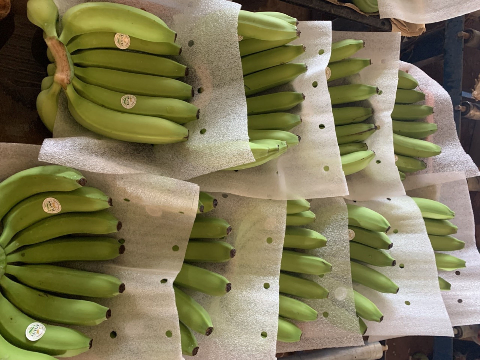 Green banana hands arranged on dark grading surface