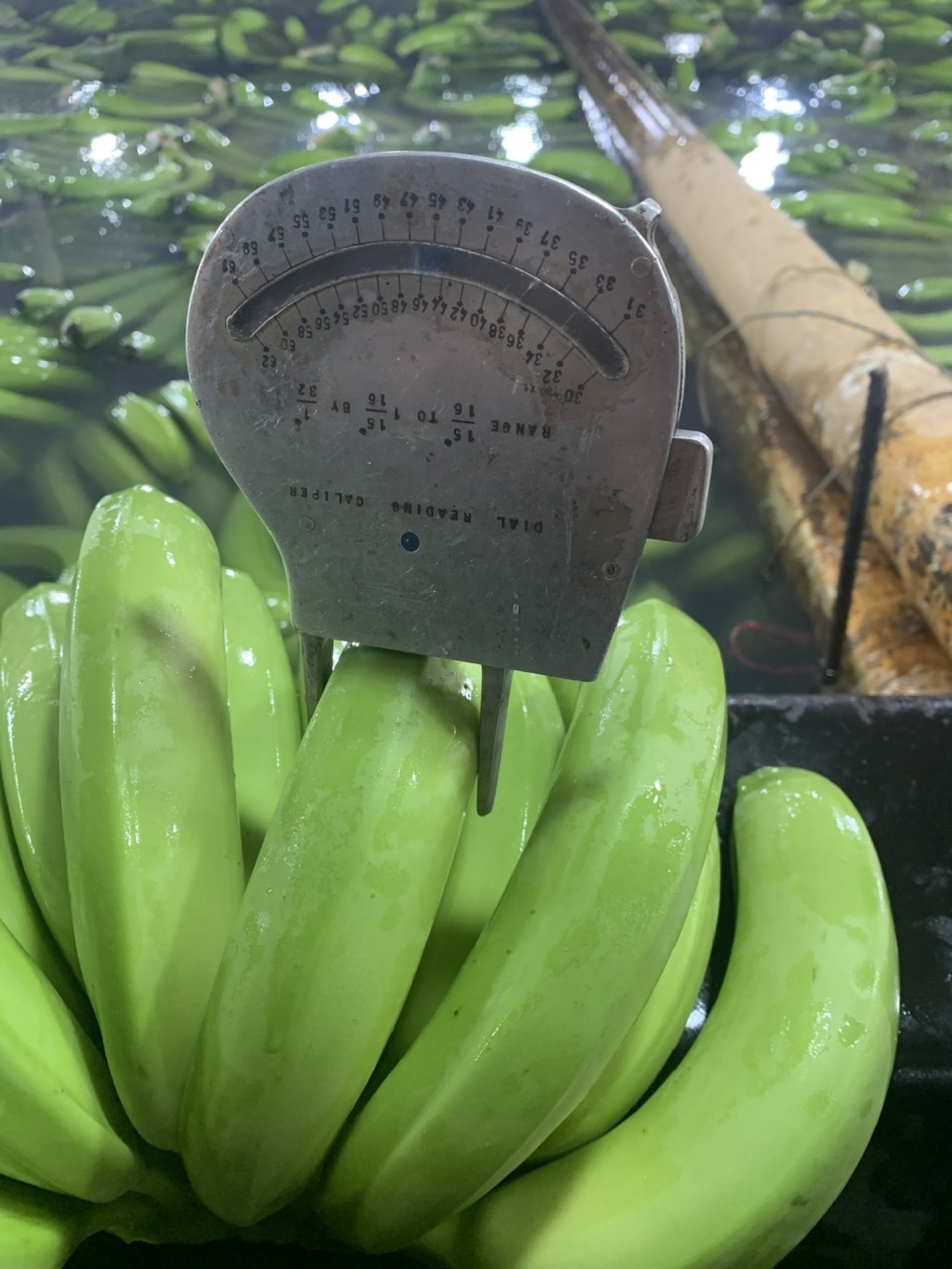 Dial calliper measuring banana finger calibre at facility