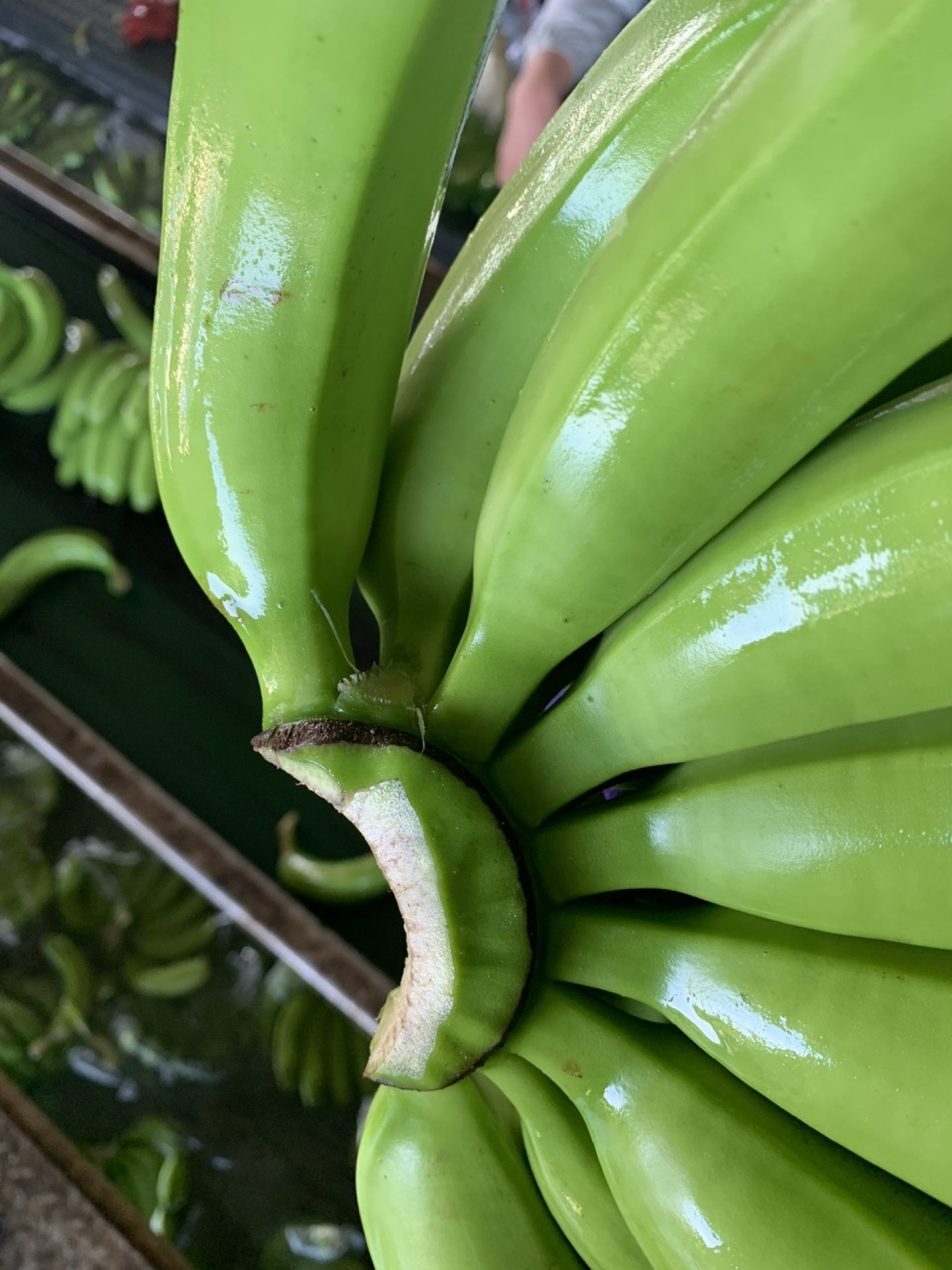 Banana cluster macro closeup, Class B commercial grade