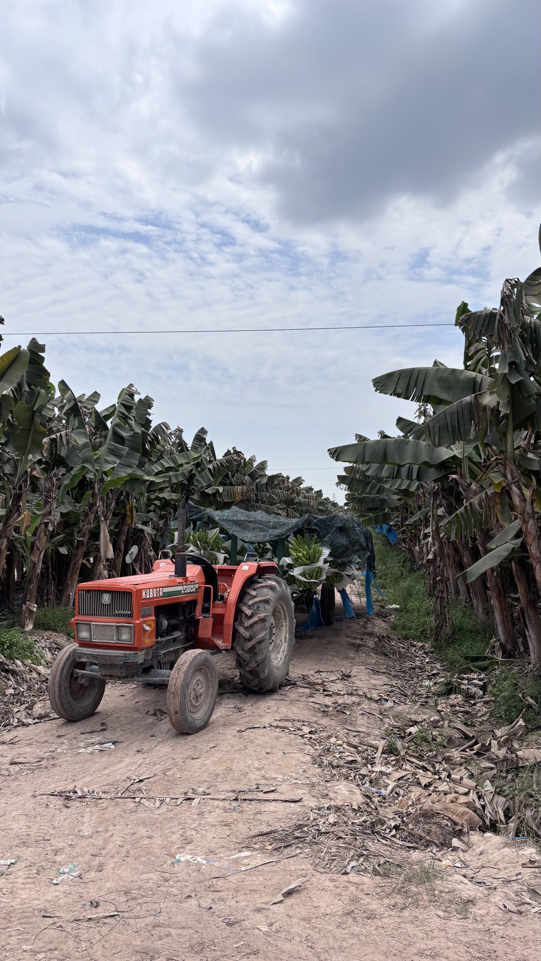 Workers harvesting banana bunches at plantation