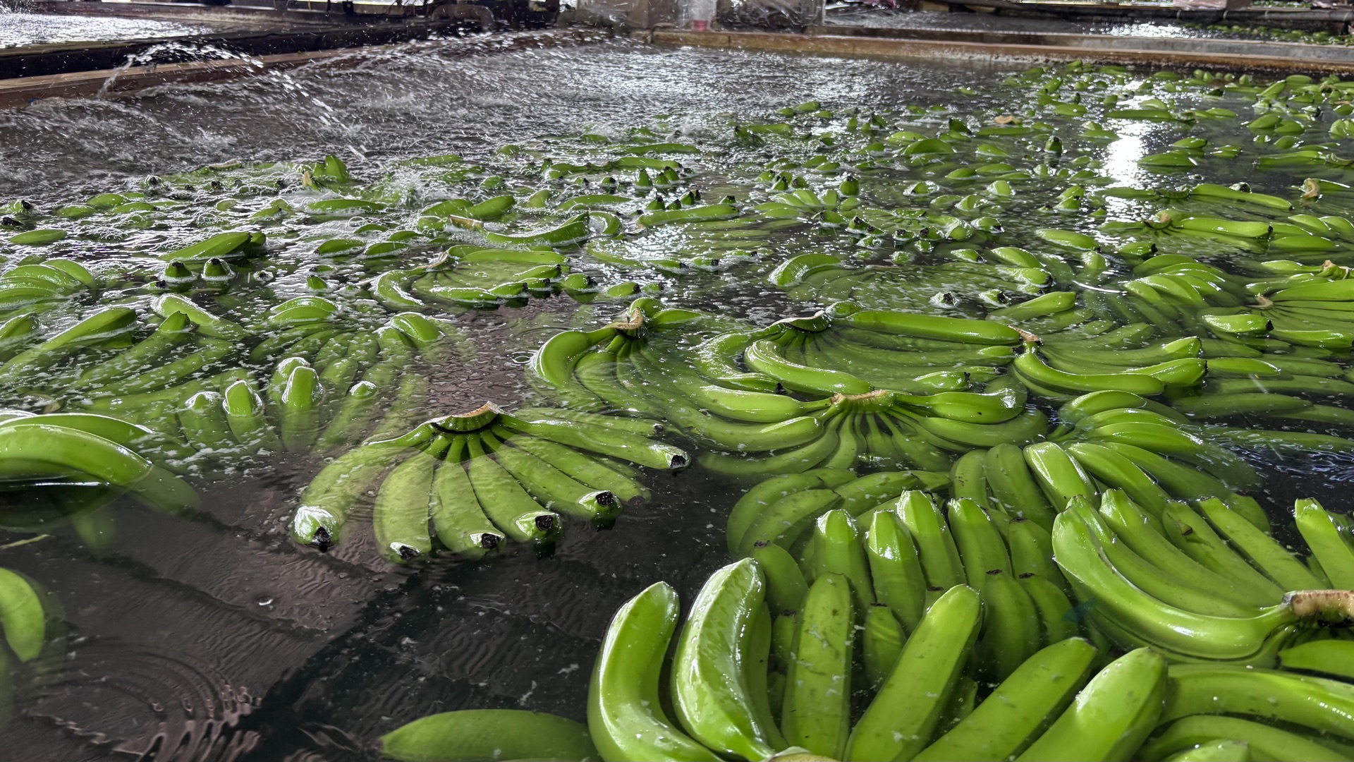 Banana bunches in post-harvest washing tank at packing facility