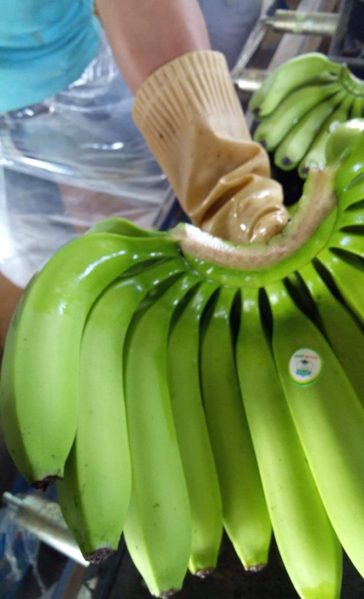 Worker holding inspected banana cluster at packing facility