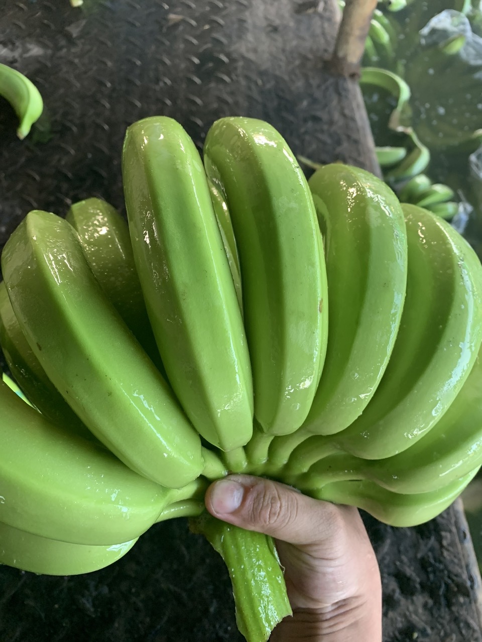 Cavendish banana at Vietnam plantation