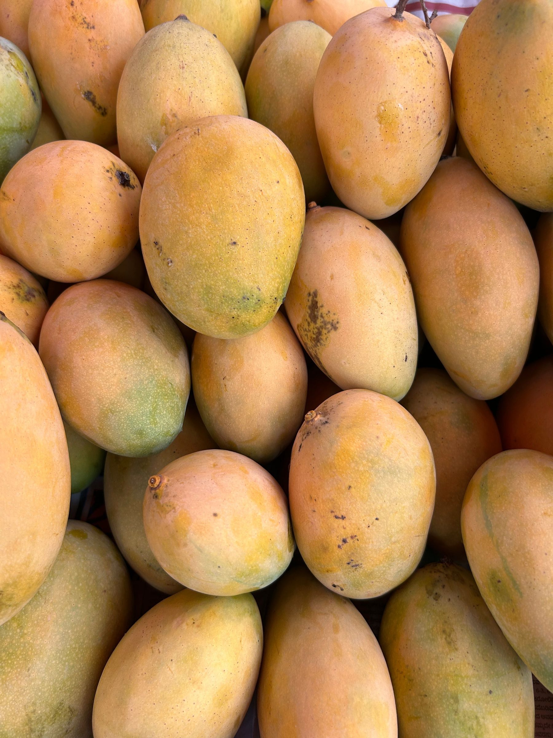 Pile of ripe golden mangoes at processing intake