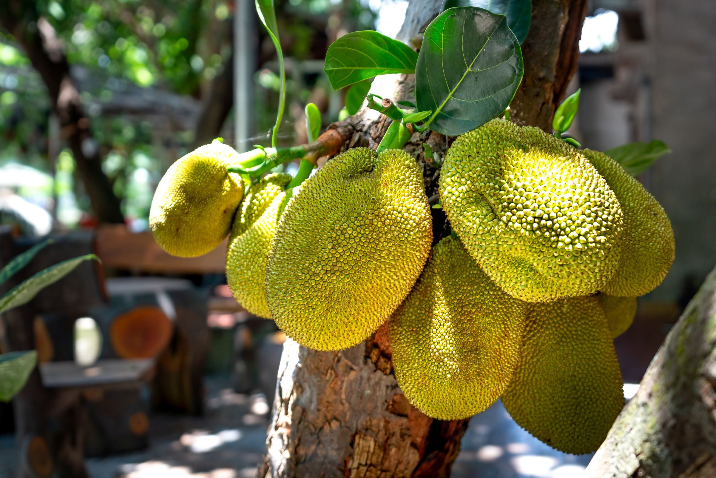 Cluster of jackfruit ripening on the tree in sunlight