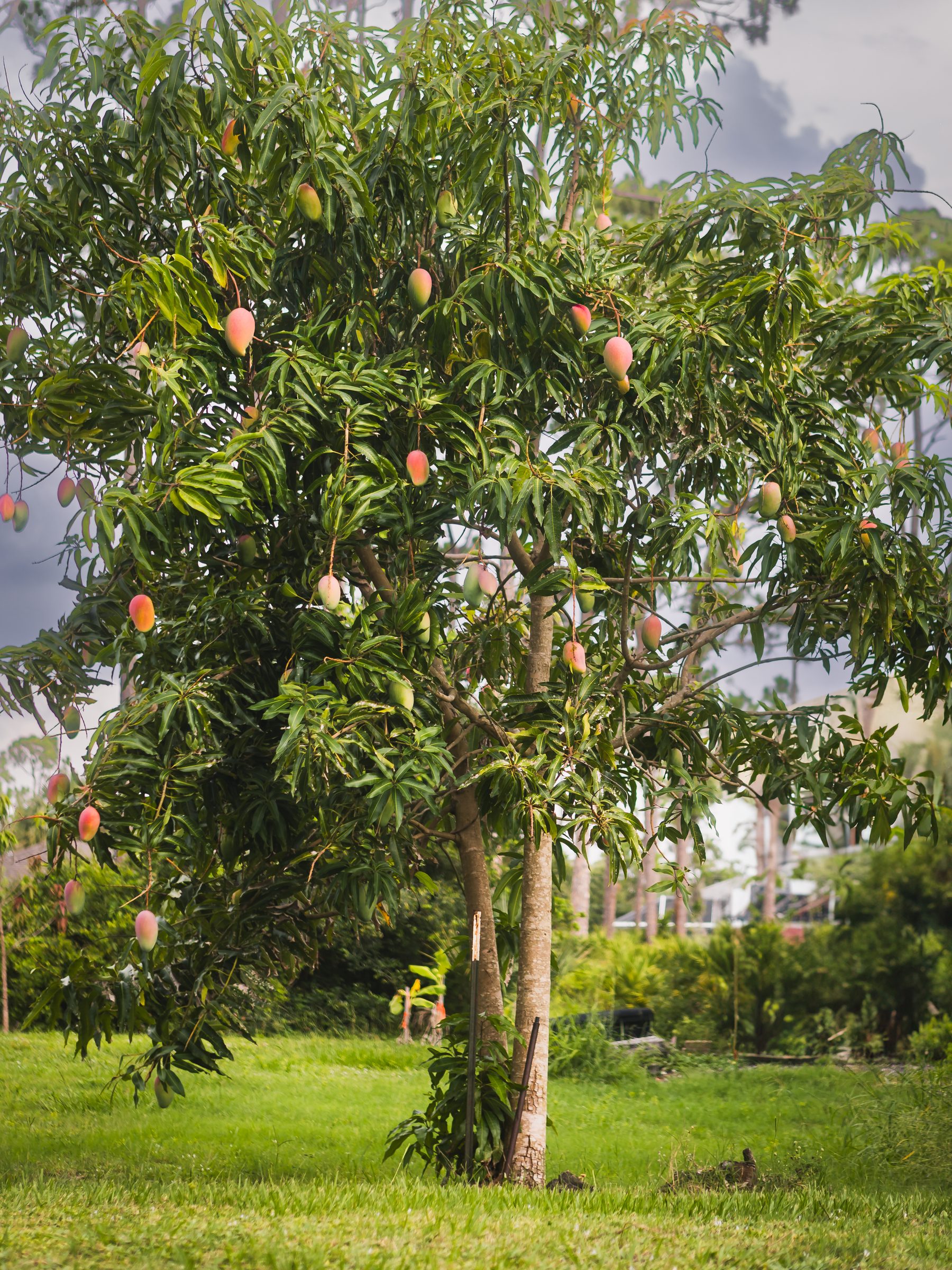 Mango tree heavy with ripening fruit in a green orchard