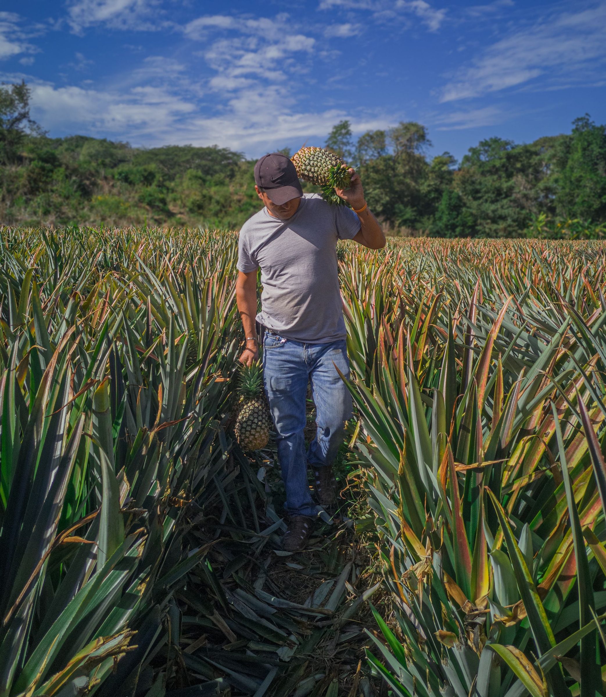 Worker carrying fresh pineapples through the plantation