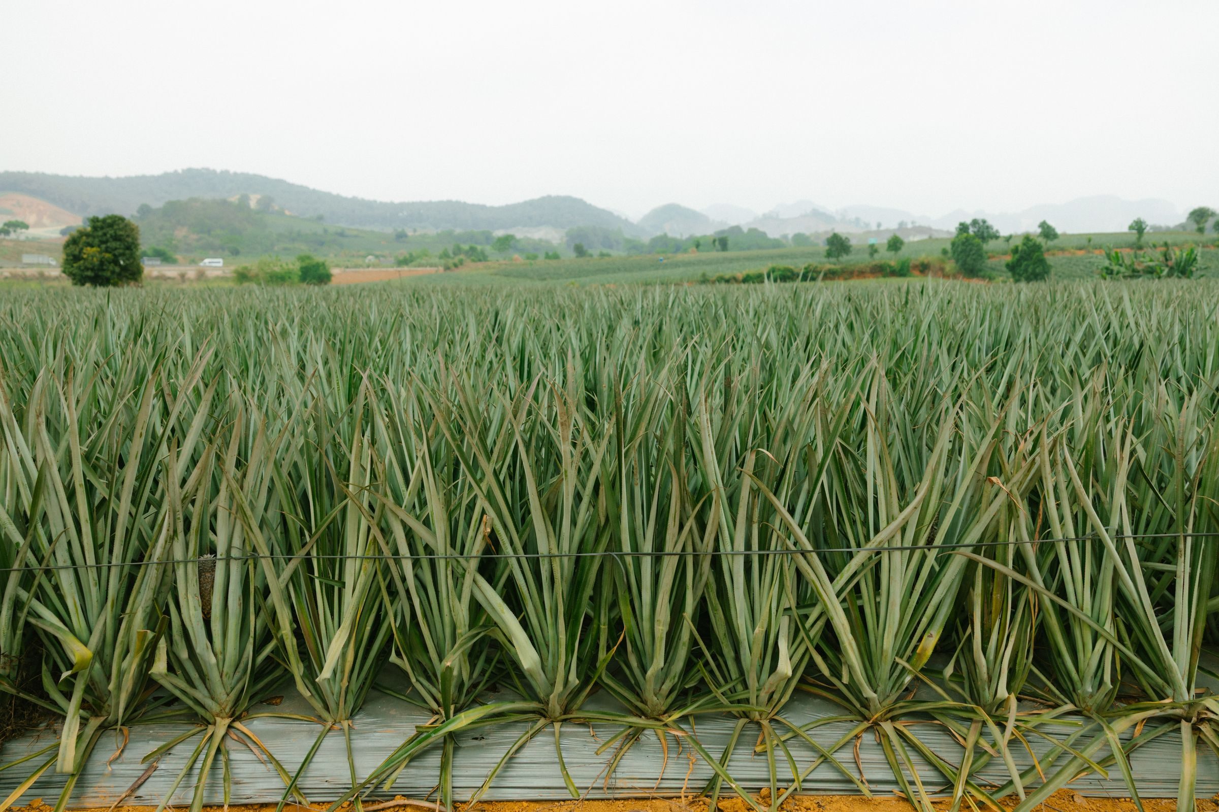 Rows of pineapple plants stretching toward distant hills
