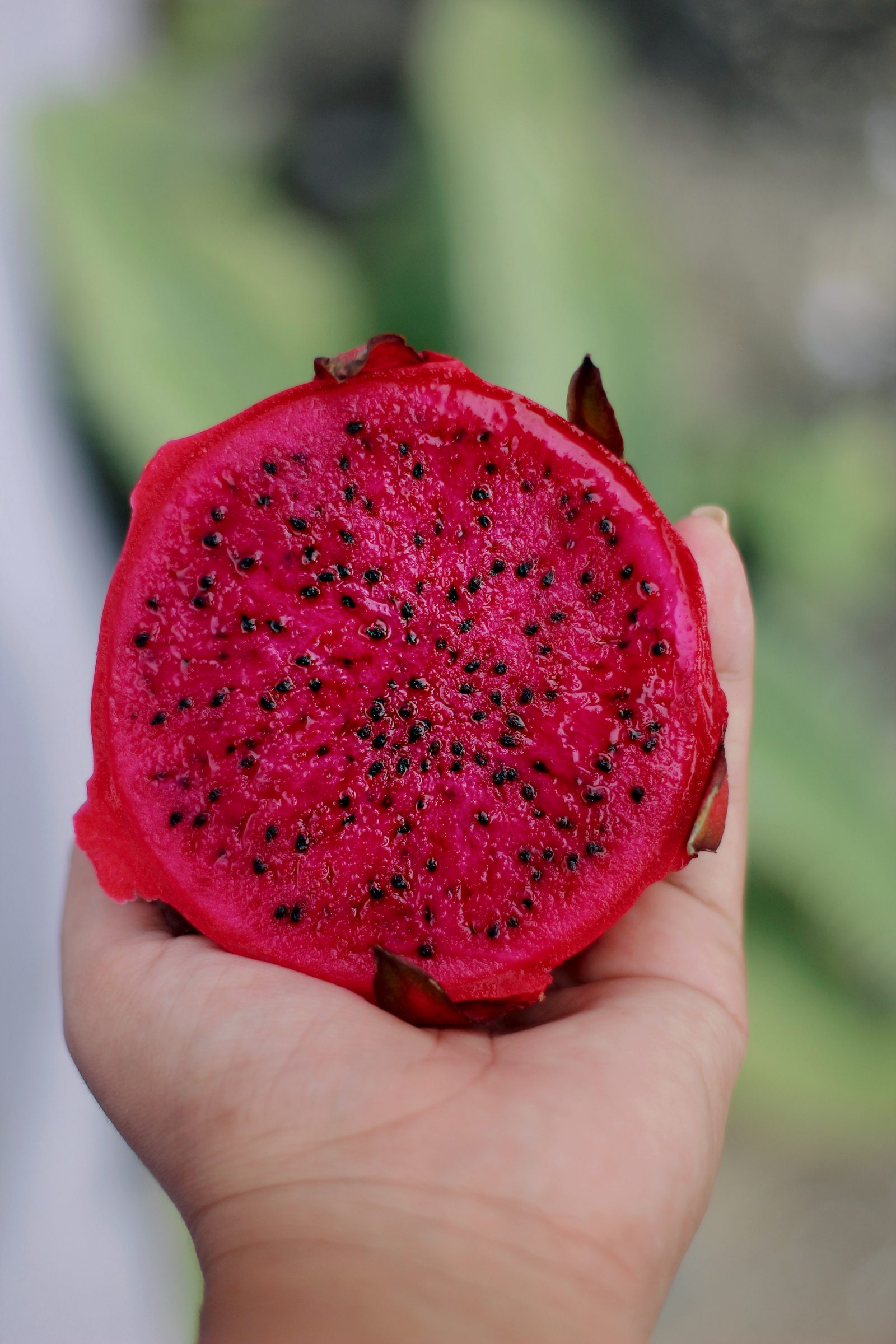 Red-flesh dragon fruit half held in a hand