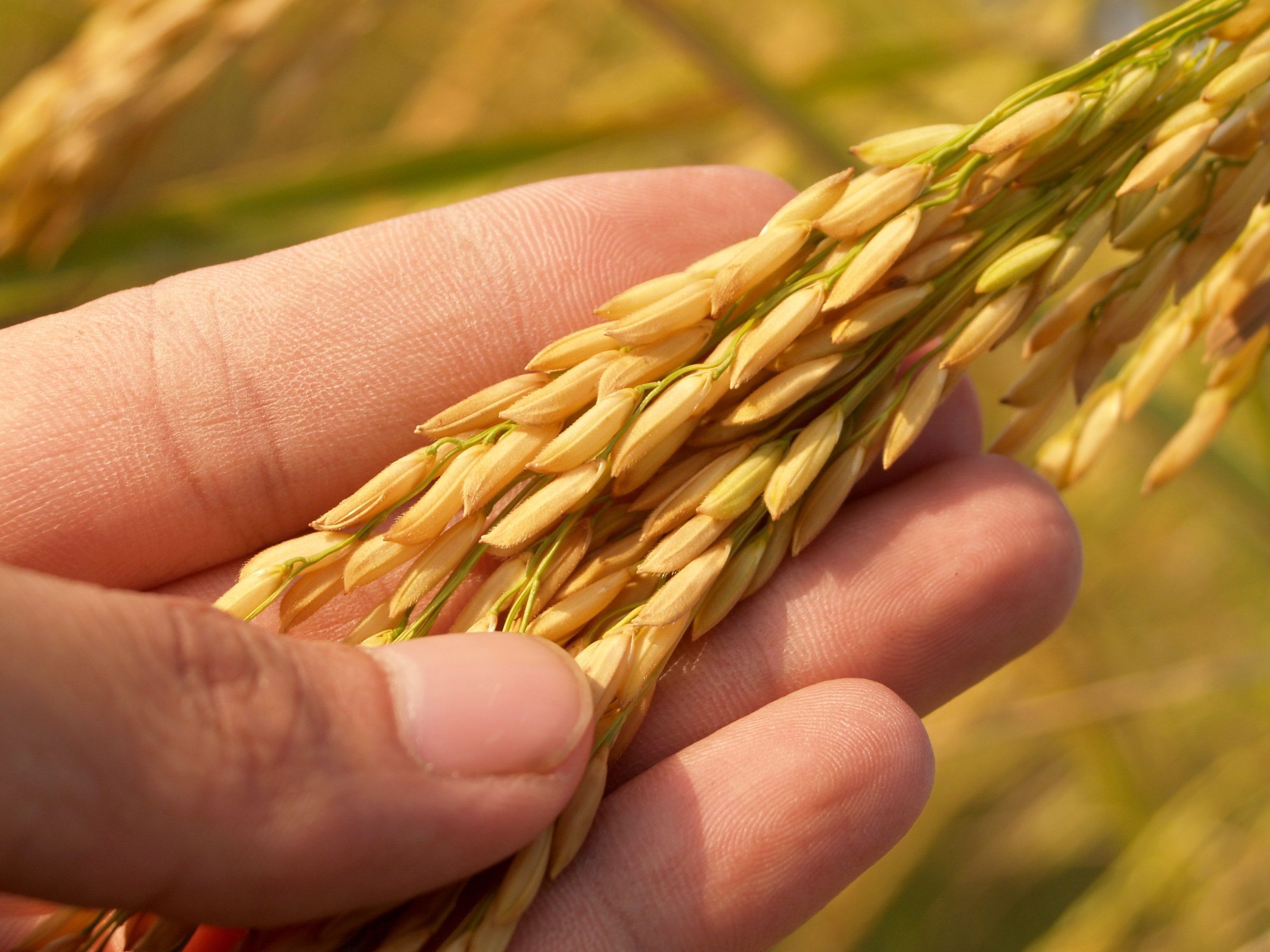 A hand holding a ripe rice panicle in a golden field