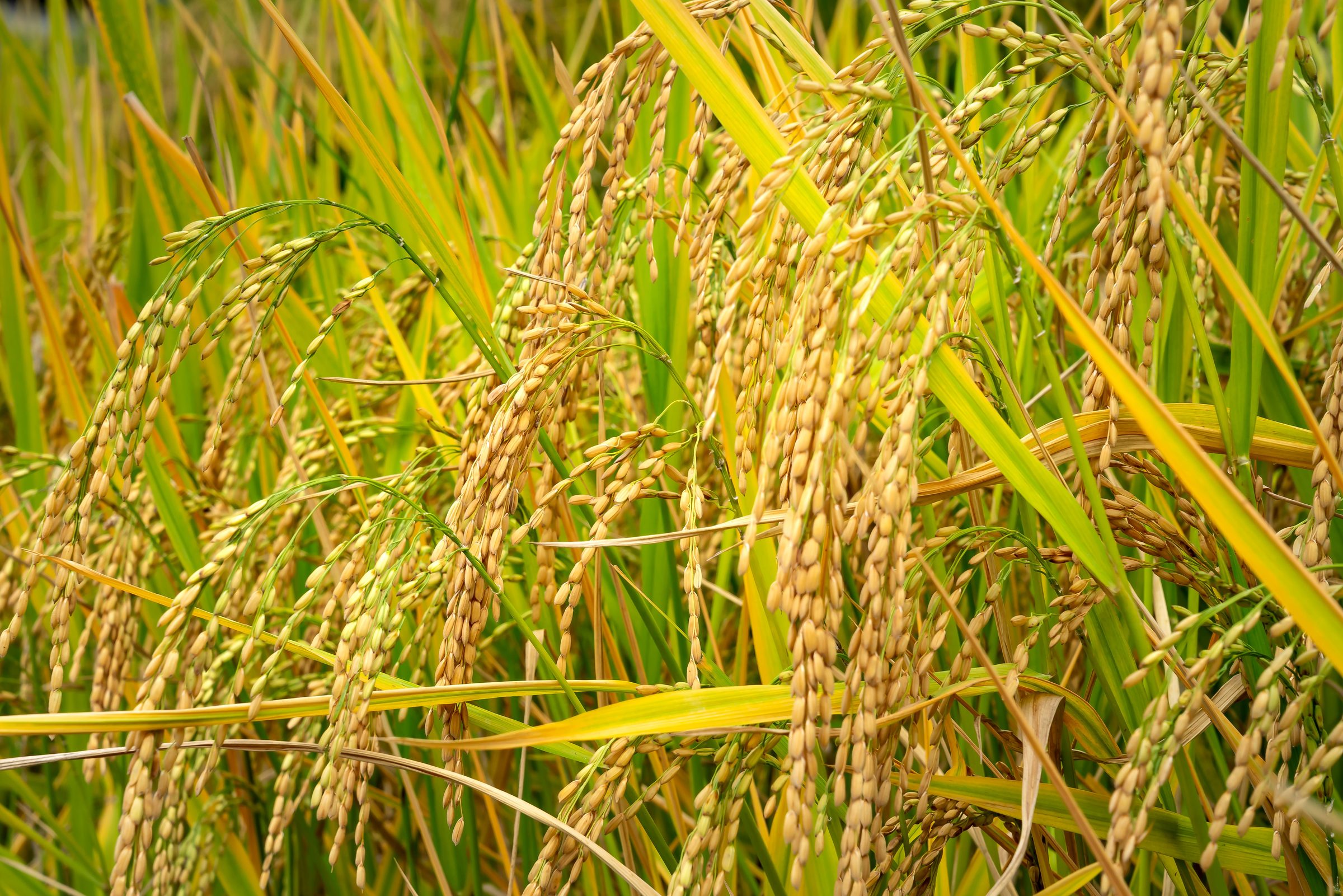 Ripe golden rice panicles bowing in the field at harvest