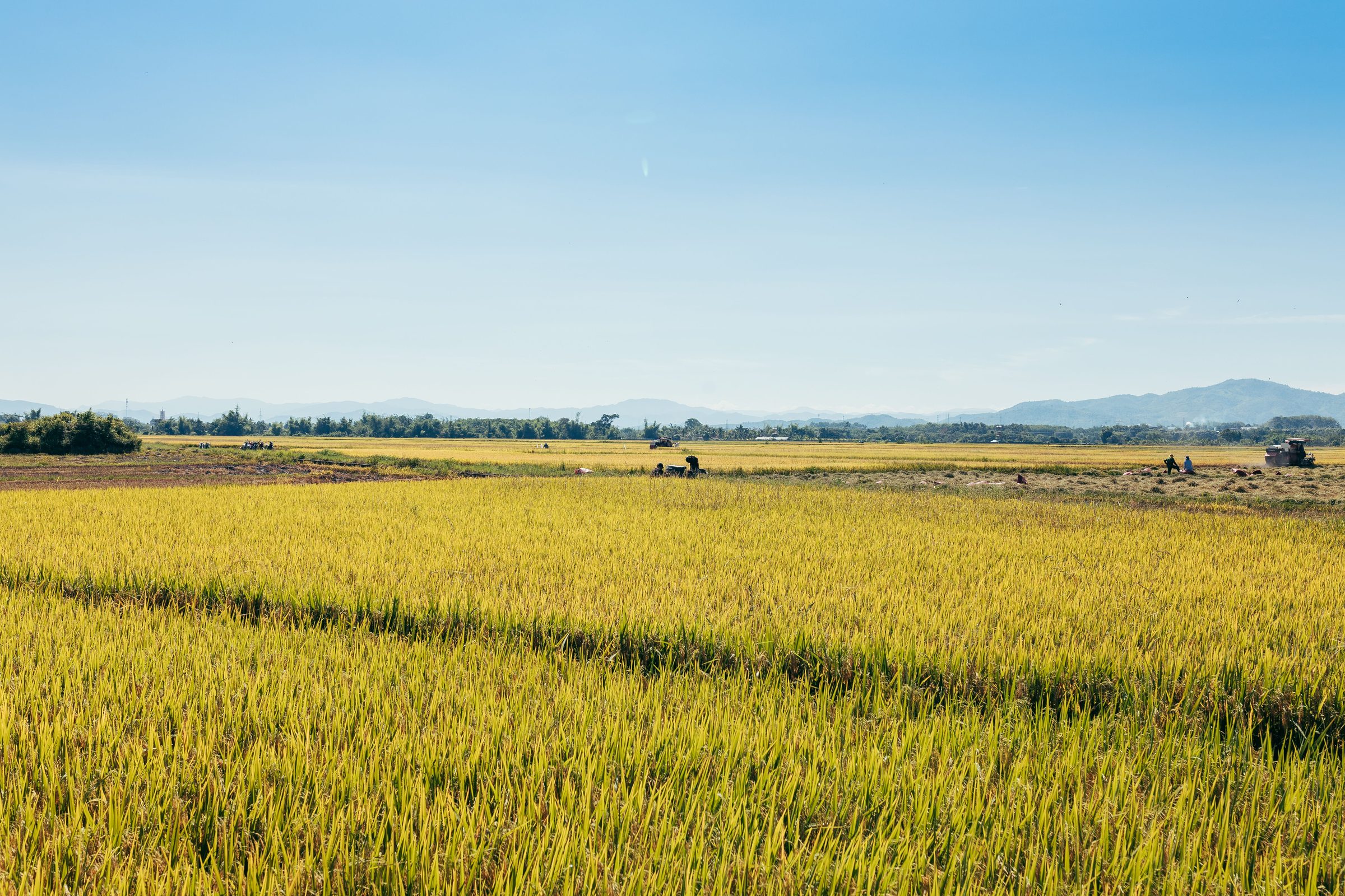 Golden rice fields stretching across the delta plain at harvest