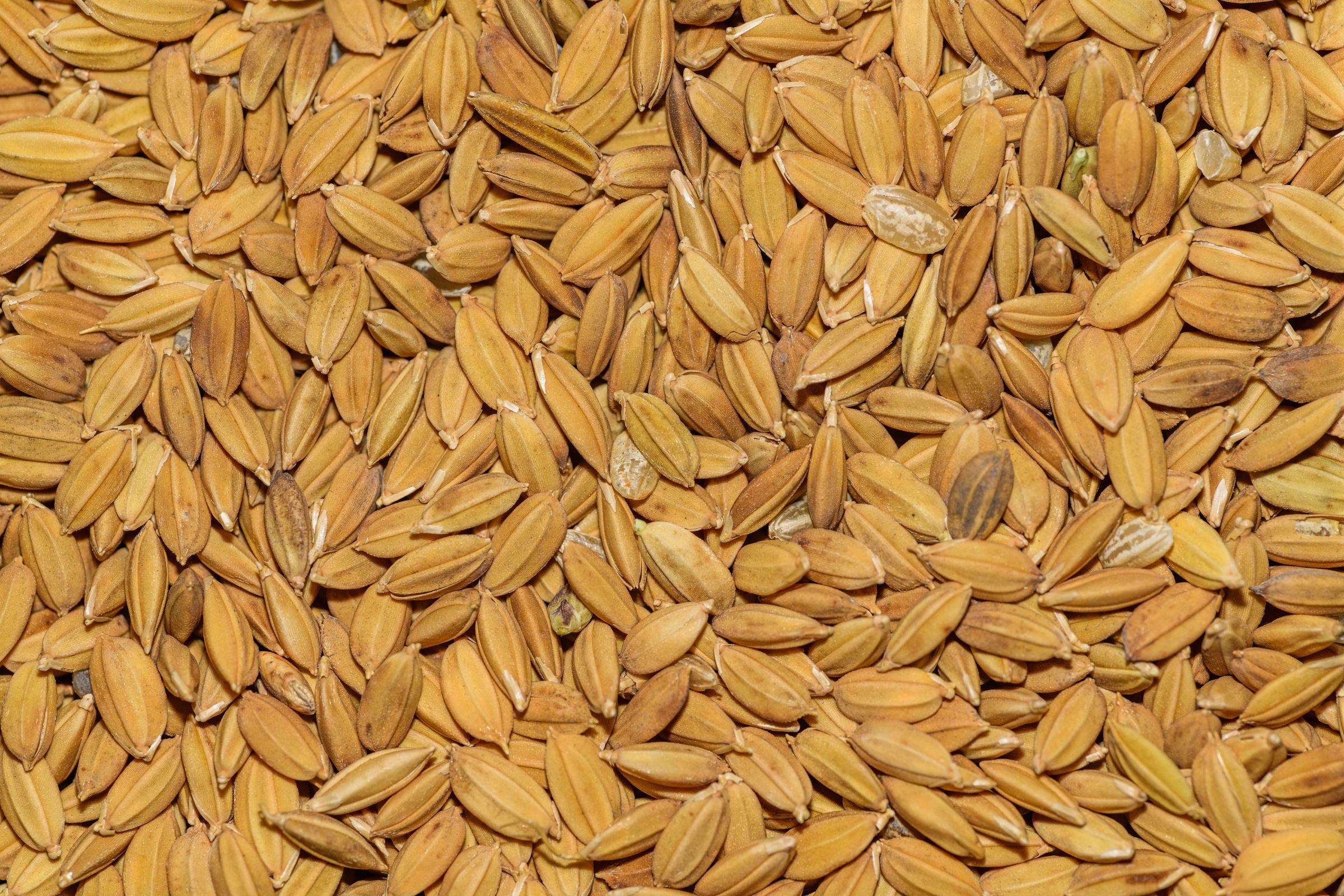 Golden paddy grains at mill intake before husking