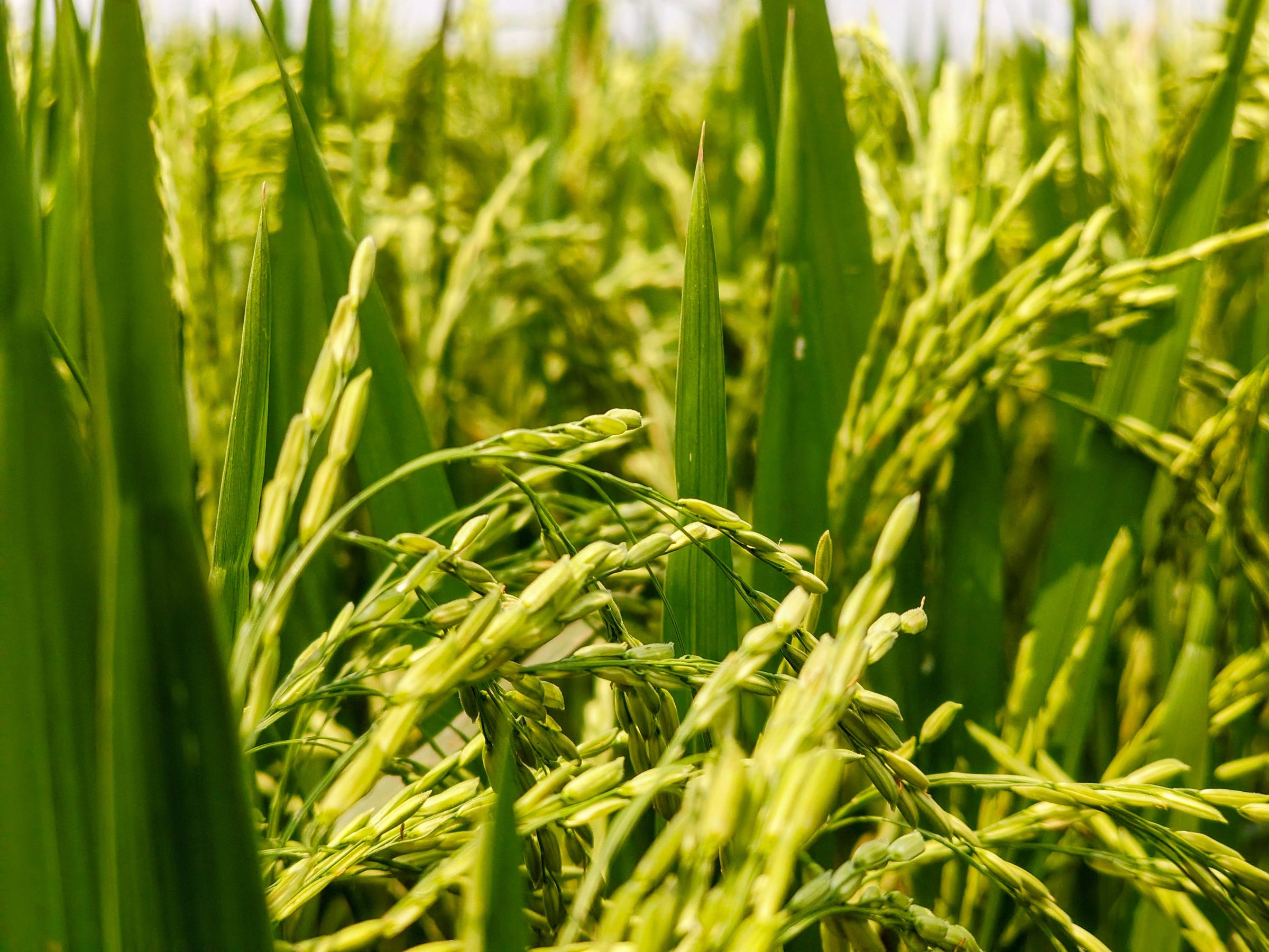 Green rice panicles ripening in the field before harvest
