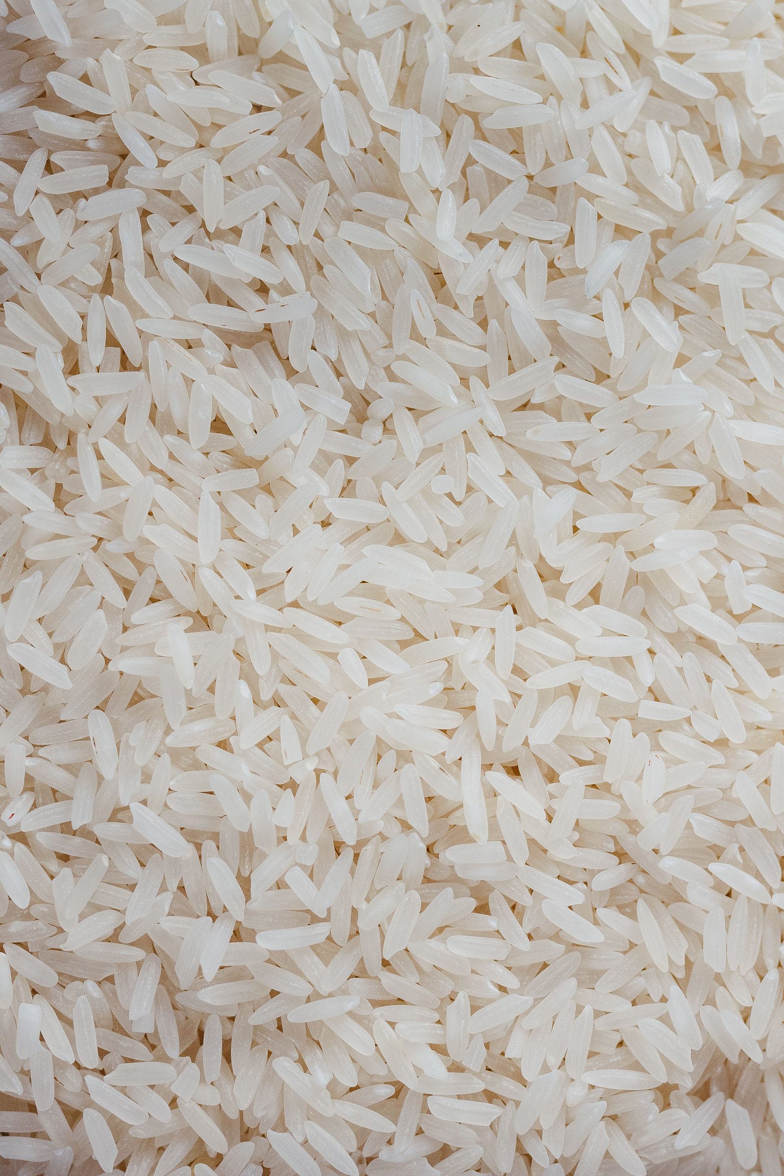 Macro of milled white long-grain rice, slender kernels